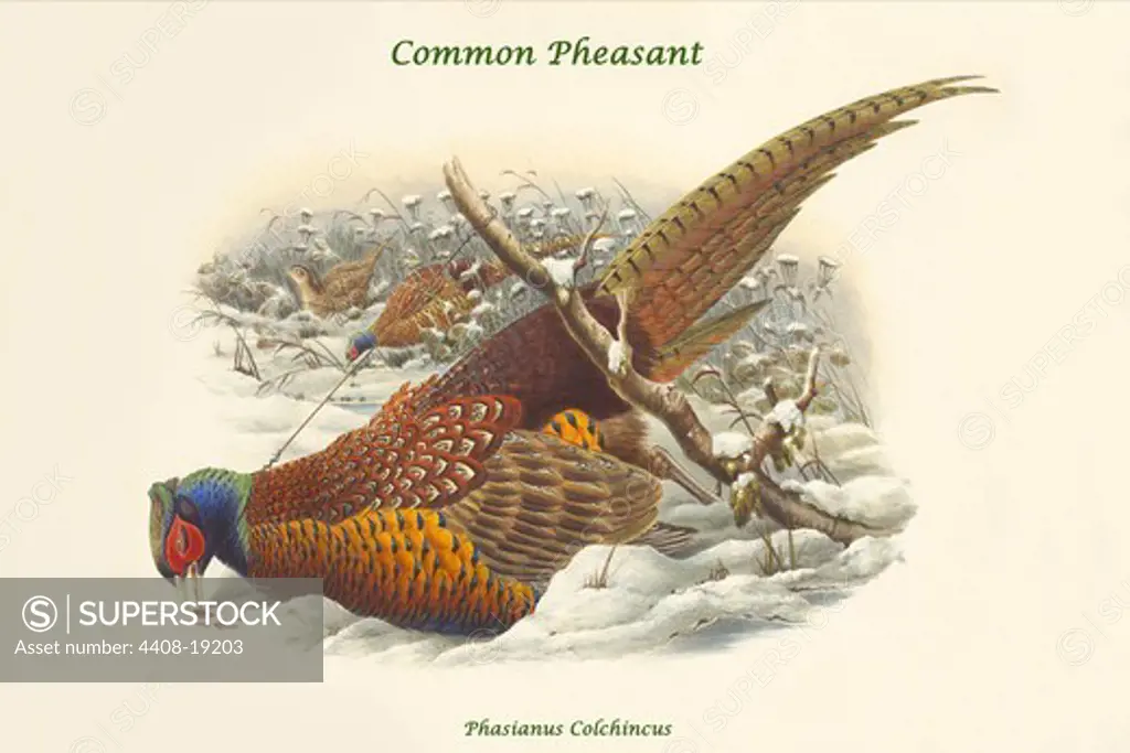 Phasianus Cochicus - Common Pheasant, Exotic Birds
