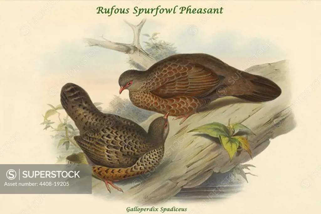 Galloperdix Spadiceus - Rufous Spurfowl Pheasant, Exotic Birds