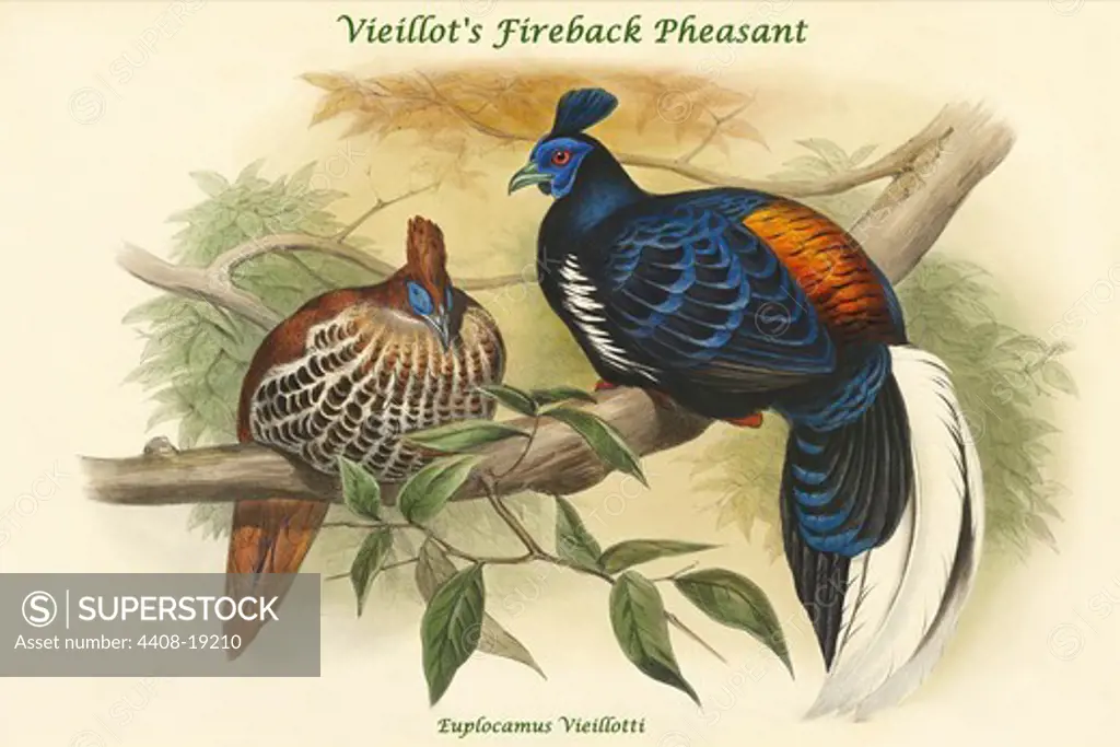 Euplocamus Vieillotti -Vieillot's Fireback Pheasant, Exotic Birds