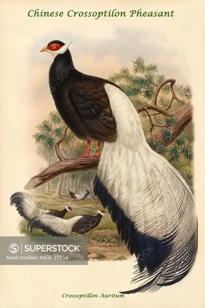 Crossoptillon Auritum - Chinese Crossoptilon Pheasant, Exotic Birds