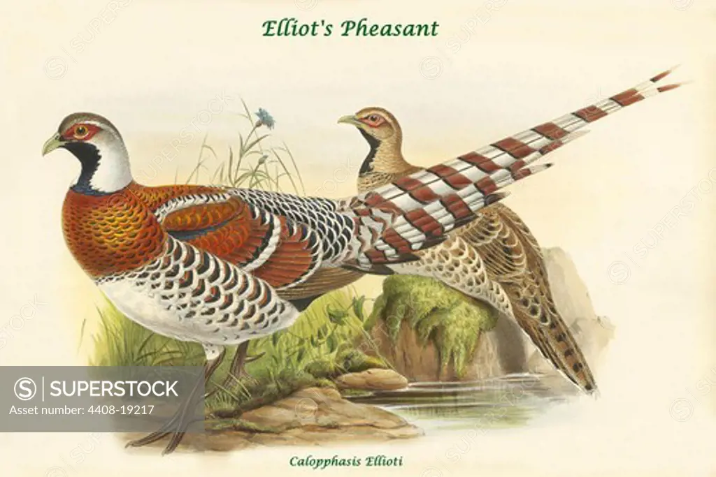 Calopphasis Ellioti - Elliot's Pheasant, Exotic Birds