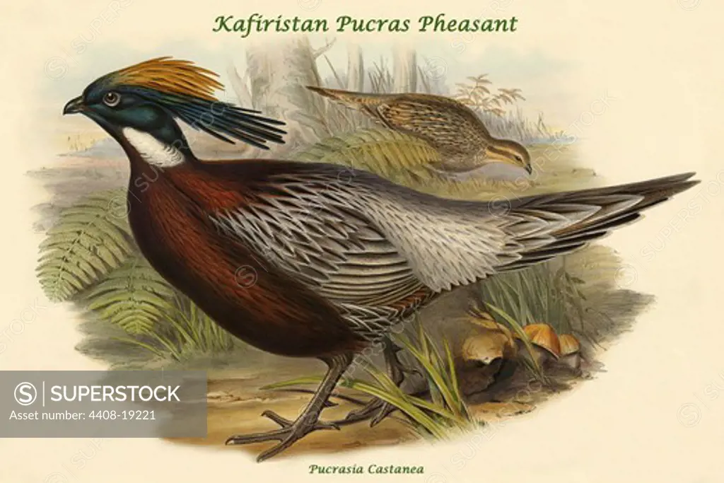 Pucrasia Castanea - Kafiristan Pucras Pheasant, Exotic Birds