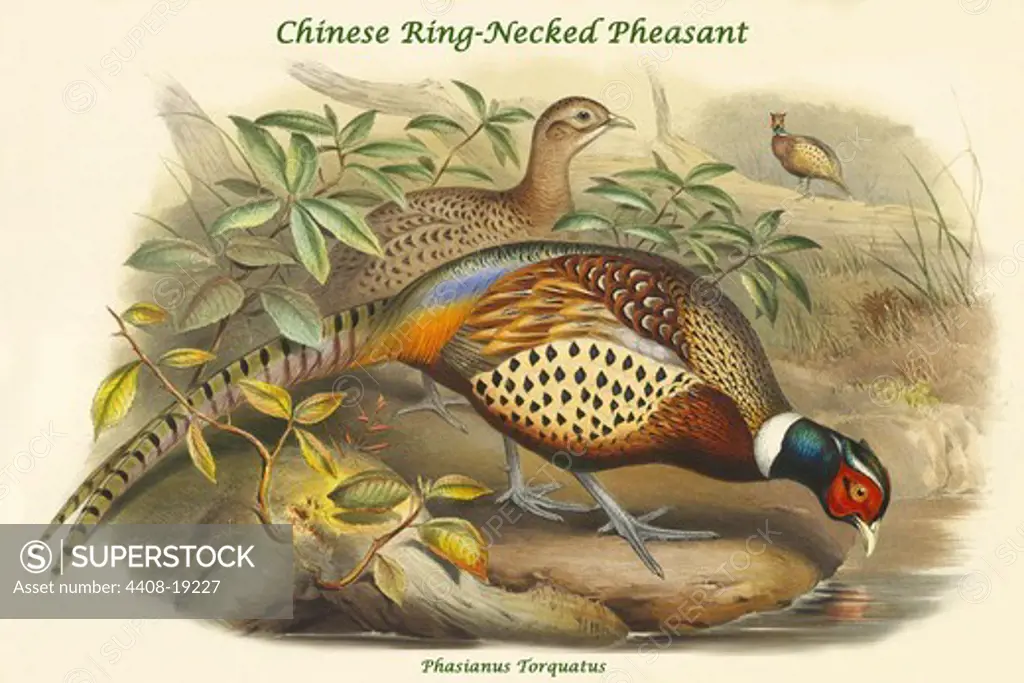 Phasianus Torquatus - Chinese Ring-Necked Pheasant, Exotic Birds