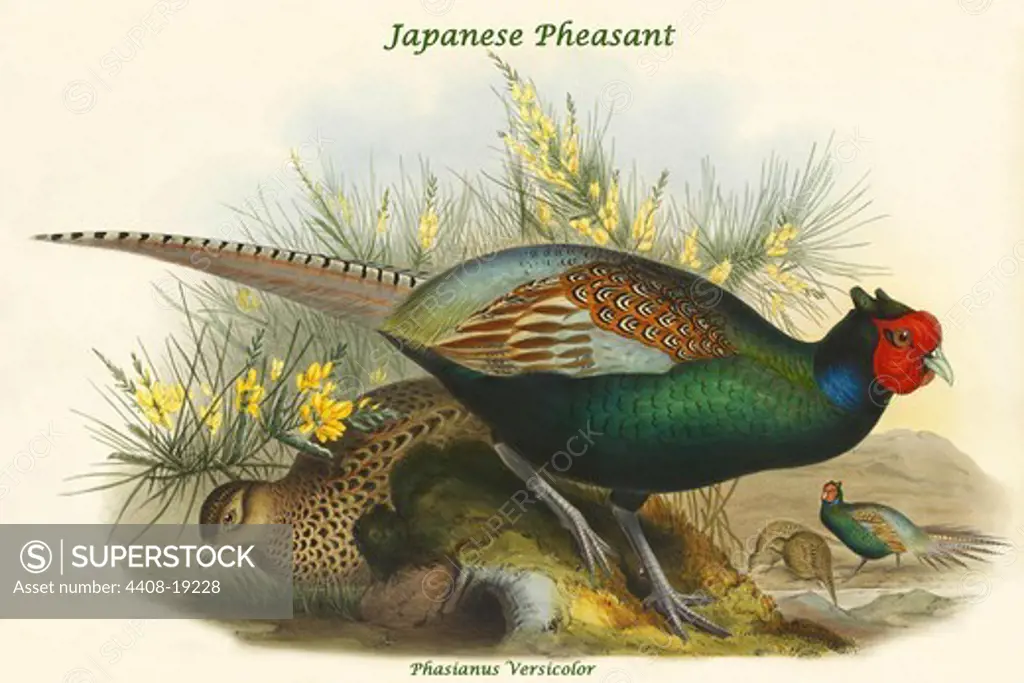 Phasianus Versicolor Japanese Pheasant, Exotic Birds