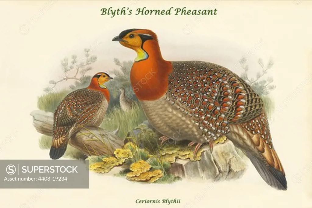 Ceriornis Blythii - Blyth's Horned Pheasant, Exotic Birds