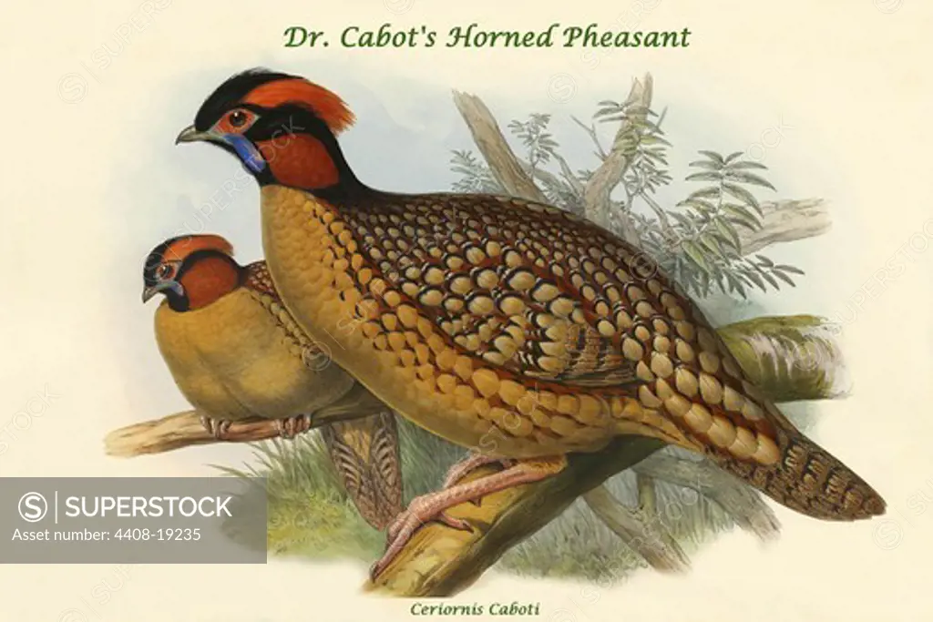 Ceriornis Caboti - Dr. Cabot's Horned Pheasant, Exotic Birds