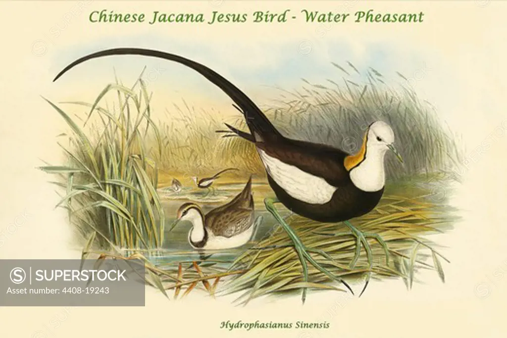 Hydrophasianus Sinensis - Chinese Jacana Jesus Bird - Water Pheasant, Exotic Birds