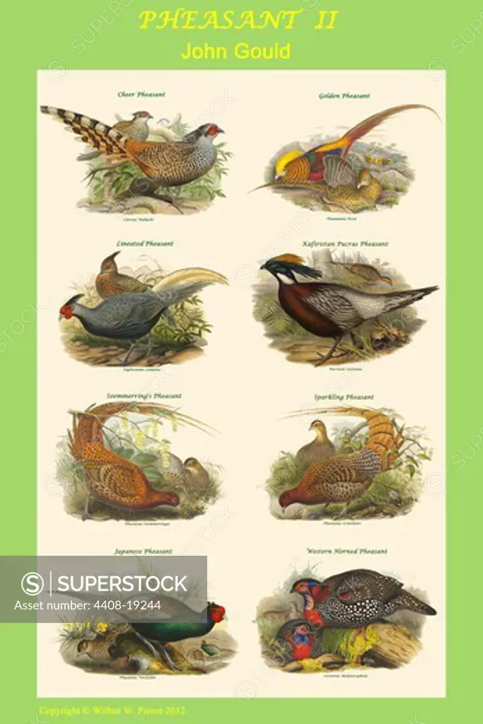 Composite Pheasant Poster II, Exotic Birds