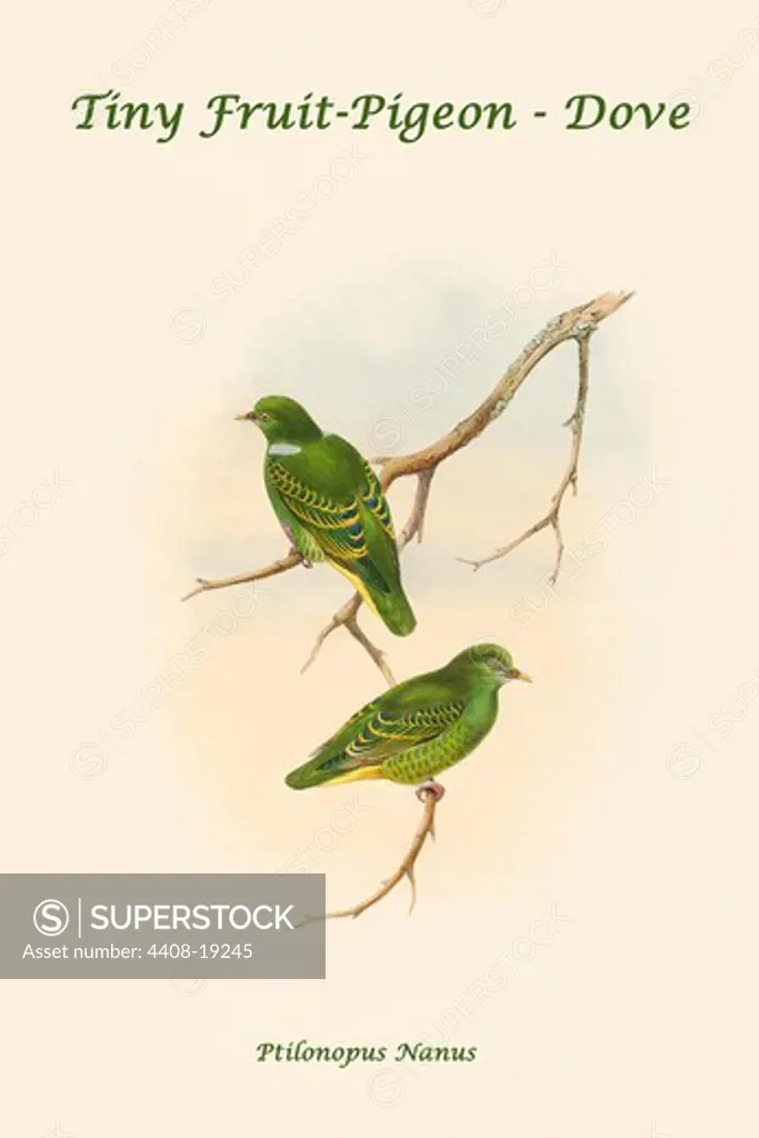 Ptilonopus Nanus - Tiny Fruit-Pigeon - Dove, Exotic Birds