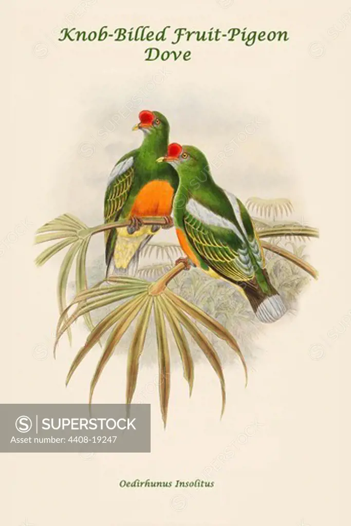 Oedirhunus Insolitus - Knob-Billed Fruit-Pigeon - Dove, Exotic Birds