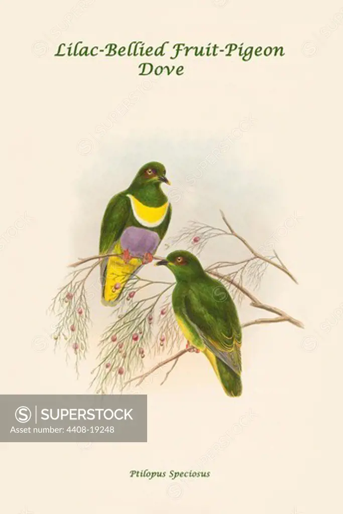 Ptilopus Speciosus - Lilac-Bellied Fruit-Pigeon - Dove, Exotic Birds