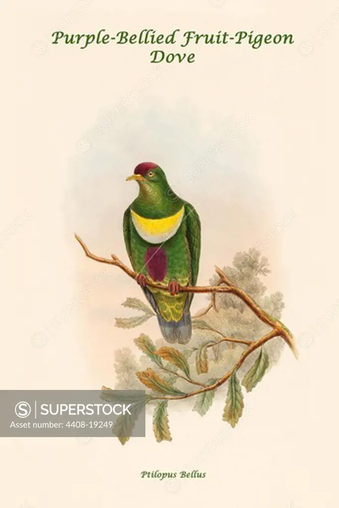 Ptilopus Bellus - Purple-Bellied Fruit-Pigeon - Dove, Exotic Birds