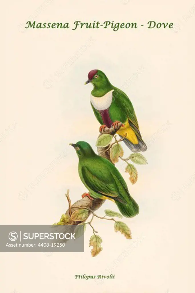 Ptilopus Rivolii - Massena Fruit-Pigeon - Dove, Exotic Birds