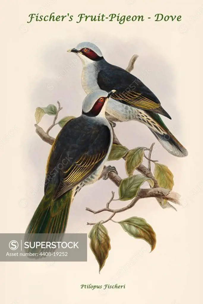 Ptilopus Fischeri - Fischer's Fruit-Pigeon - Dove, Exotic Birds