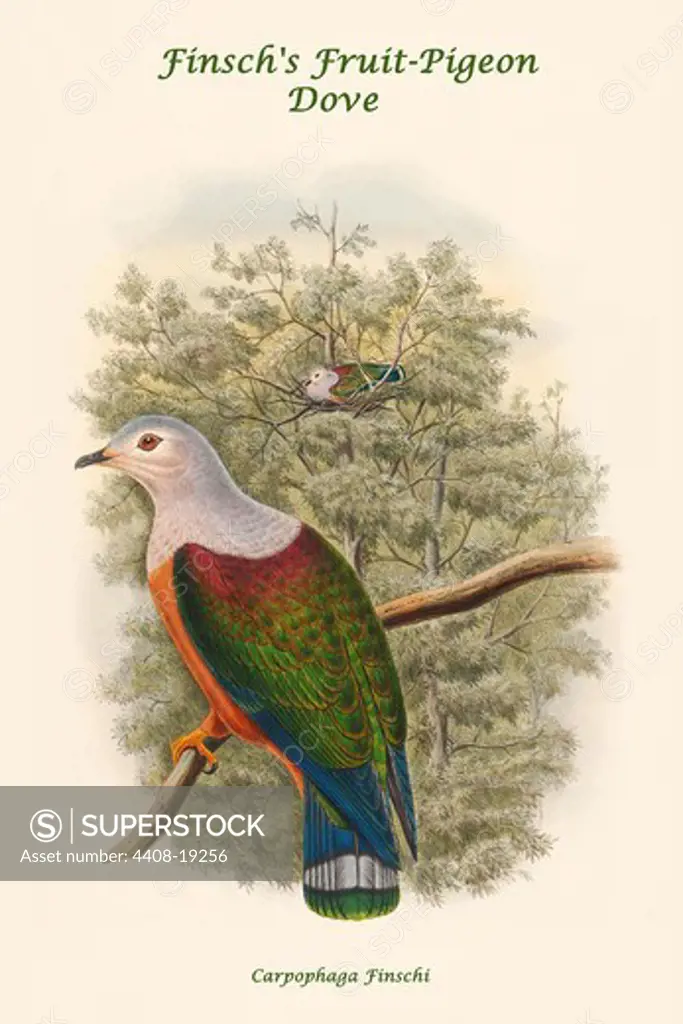 Carpophaga Finschi - Finsch's Fruit-Pigeon - Dove, Exotic Birds