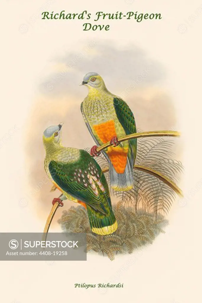 Ptilopus Richardsi - Richard's Fruit-Pigeon - Dove, Exotic Birds