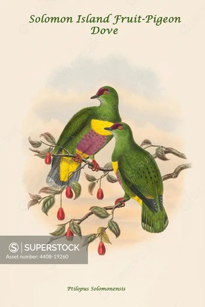 Ptilopus Solomonensis - Solomon Island Fruit-Pigeon - Dove, Exotic Birds
