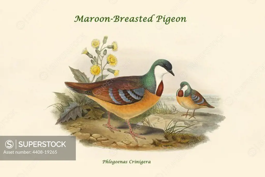Phlogoenas Crinigera - Maroon-Breasted Pigeon, Exotic Birds