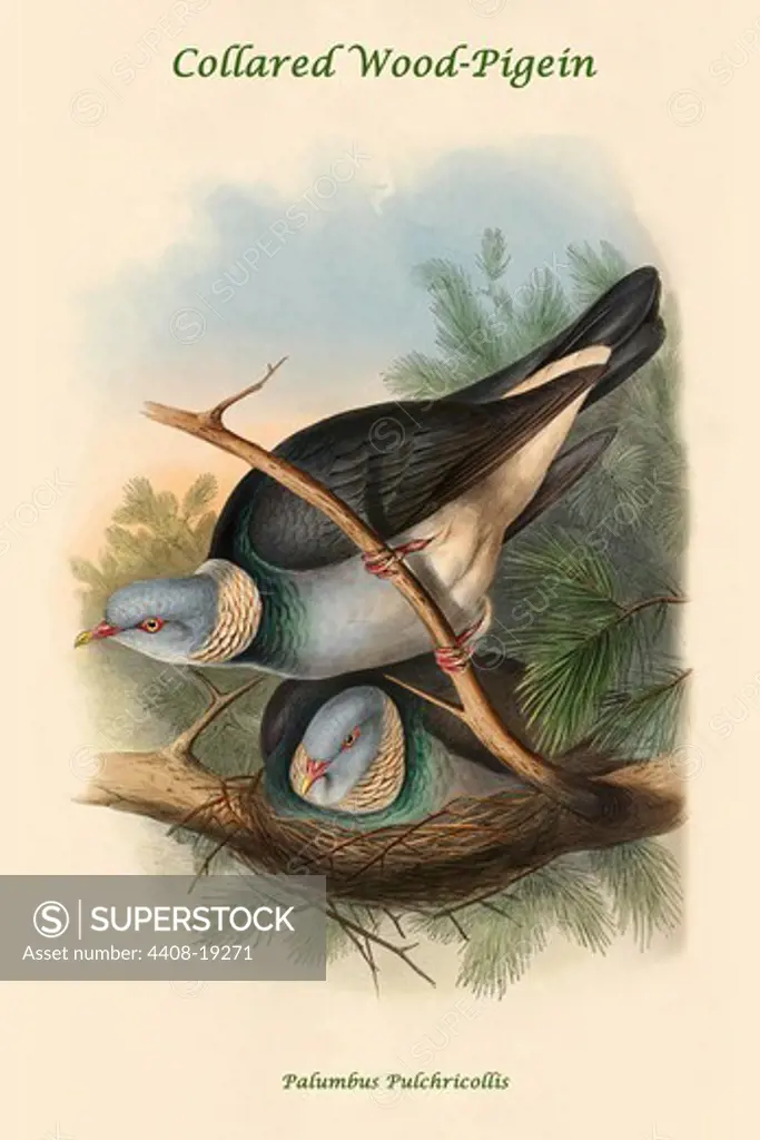 Palumbus Pulchricollis - Collared Wood-Pigein, Exotic Birds