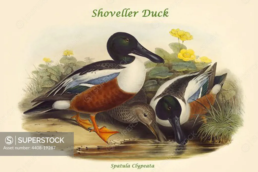 Spatula Clypeata - Shoveller Duck, Birds - Ducks