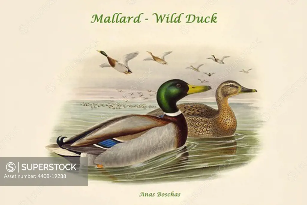 Anas Boschas - Mallard - Wild Duck, Birds - Ducks