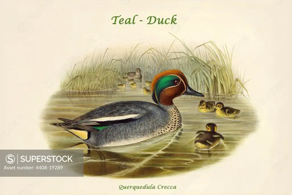 Querquedula Crecca - Teal - Duck, Birds - Ducks