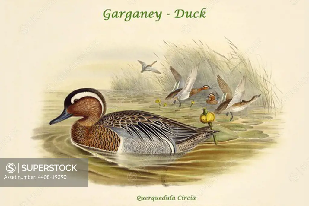Querquedula Circia - Garganey - Duck, Birds - Ducks