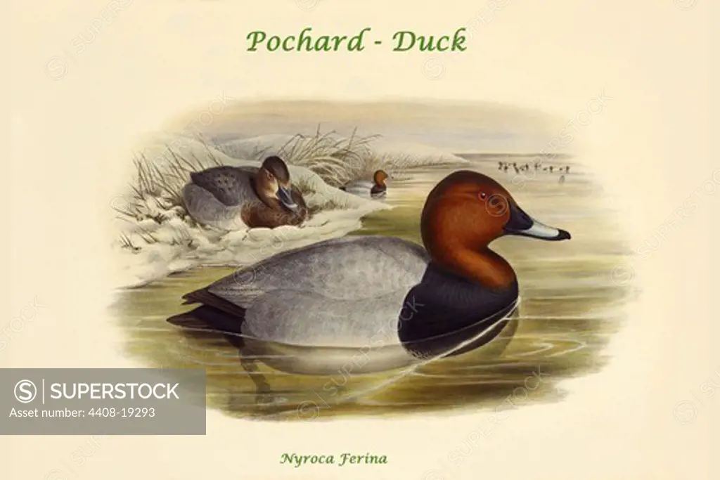 Nyroca Ferina - Pochard - Duck, Birds - Ducks