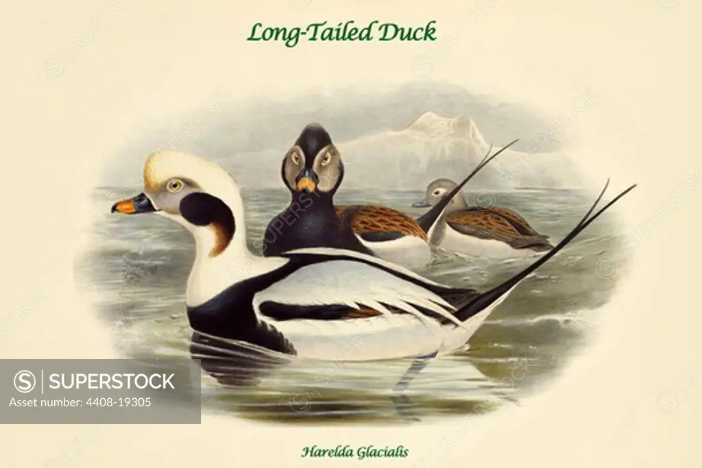 Harelda Glacialis - Long-Tailed Duck, Birds - Ducks