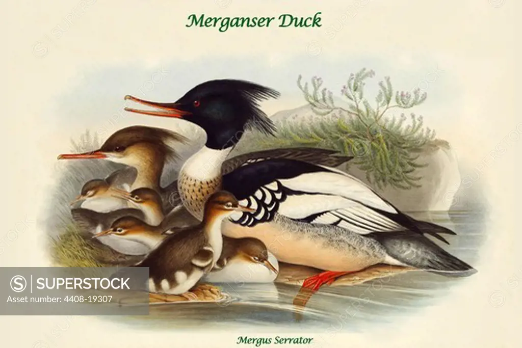 Mergus Serrator - Merganser Duck, Birds - Ducks