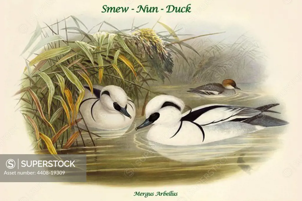 Mergus Arbellus - Smew - Nun - Duck, Birds - Ducks