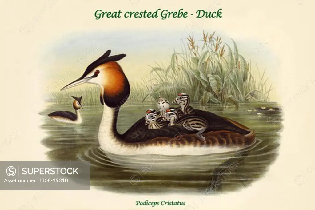 Podiceps Cristatus  - Great crested Grebe - Duck, Birds - Ducks