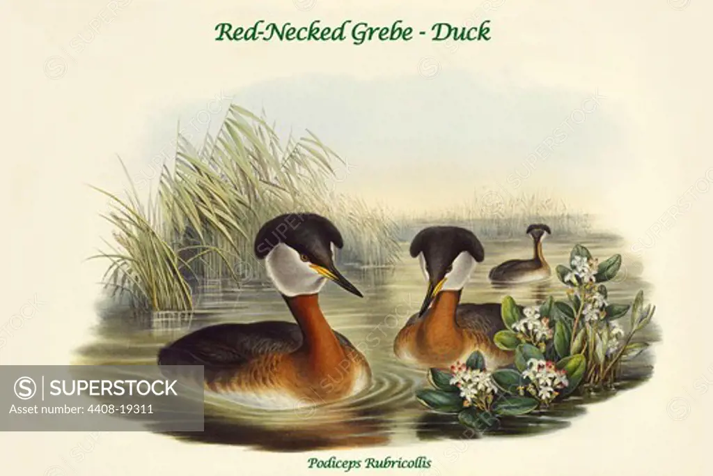 Podiceps Rubricollis - Red-Necked Grebe - Duck, Birds - Ducks