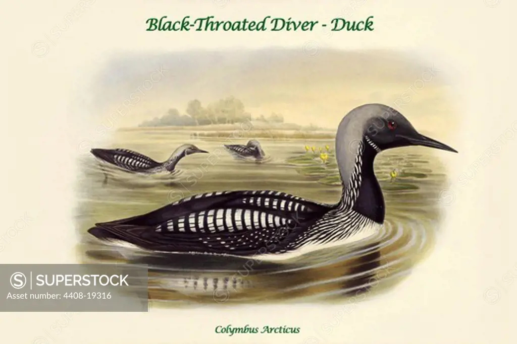 Colymbus Arcticus - Black-Throated Diver - Duck, Birds - Ducks