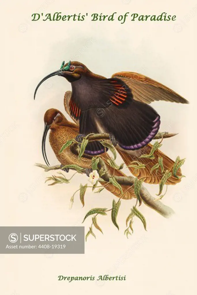 Drepanoris Albertisi - D'Albertis' Bird of Paradise, Exotic Birds