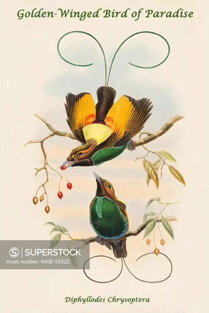 Diphyllodes Chrysoptera - Golden-Winged Bird of Paradise, Exotic Birds