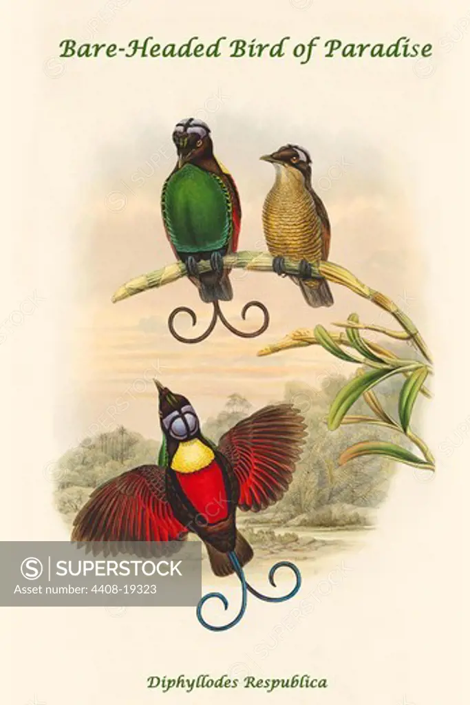 Diphyllodes Respublica - Bare-Headed Bird of Paradise, Exotic Birds