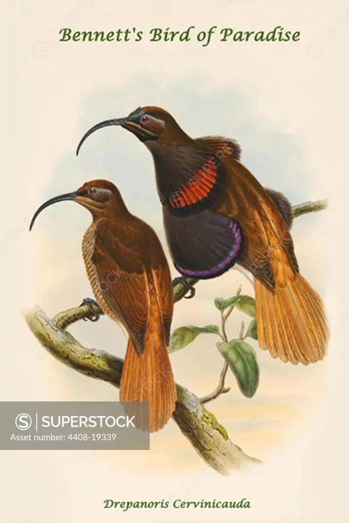 Drepanoris Cervinicauda - Bennett's Bird of Paradise, Exotic Birds