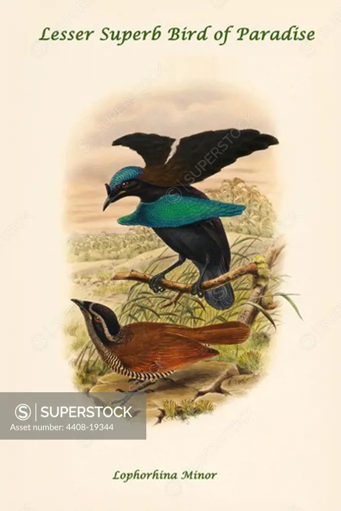 Lophorhina Minor - Lesser Superb Bird of Paradise, Exotic Birds