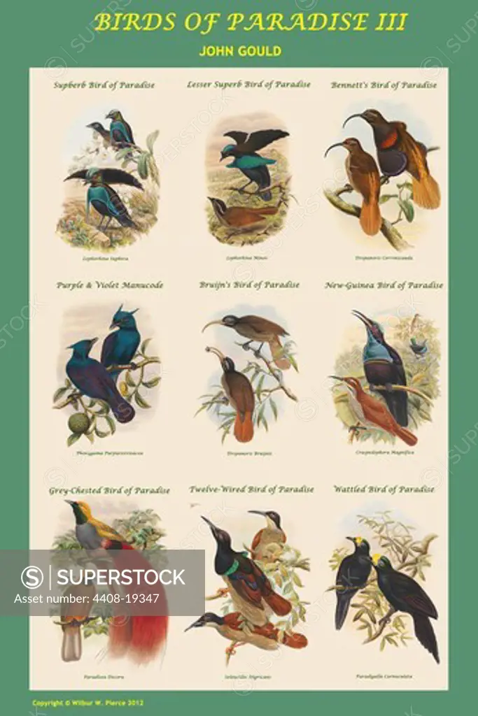 Birds of Paradise Composite III Vertical Classroom Poster, Exotic Birds