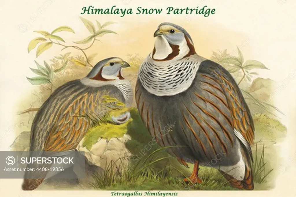 Tetraogallus Himilayensis - Himalaya Snow Partridge, Exotic Birds