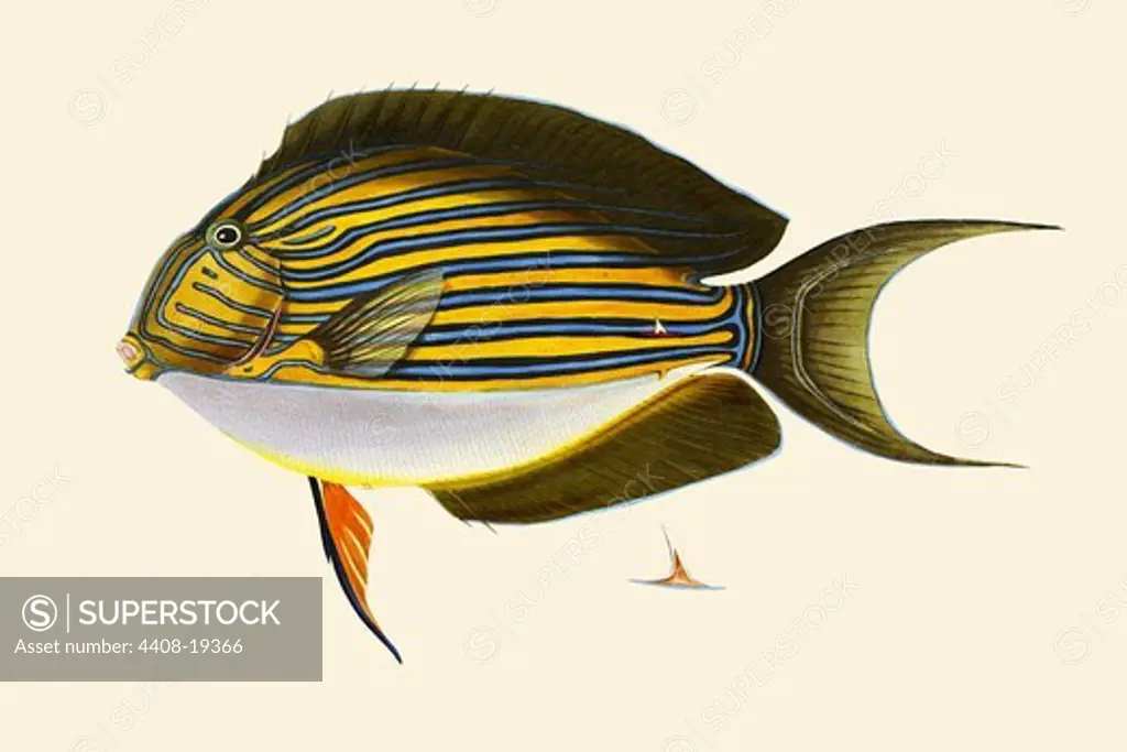 Seweyah, Ichthyology - Fish
