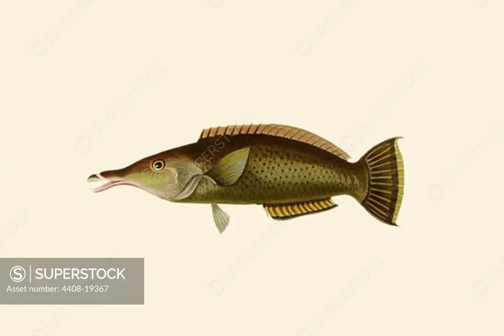 Porpus - Parrot Fish, Ichthyology - Fish