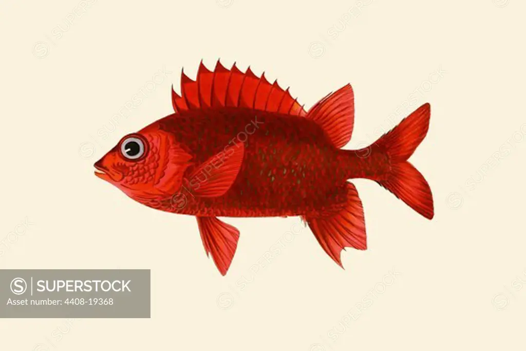 Red Pahayah, Ichthyology - Fish