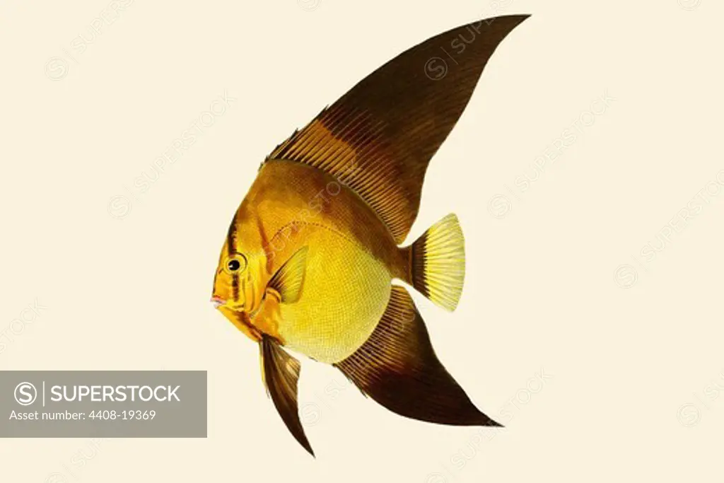 Kola Hondah - Leaf Moon, Ichthyology - Fish