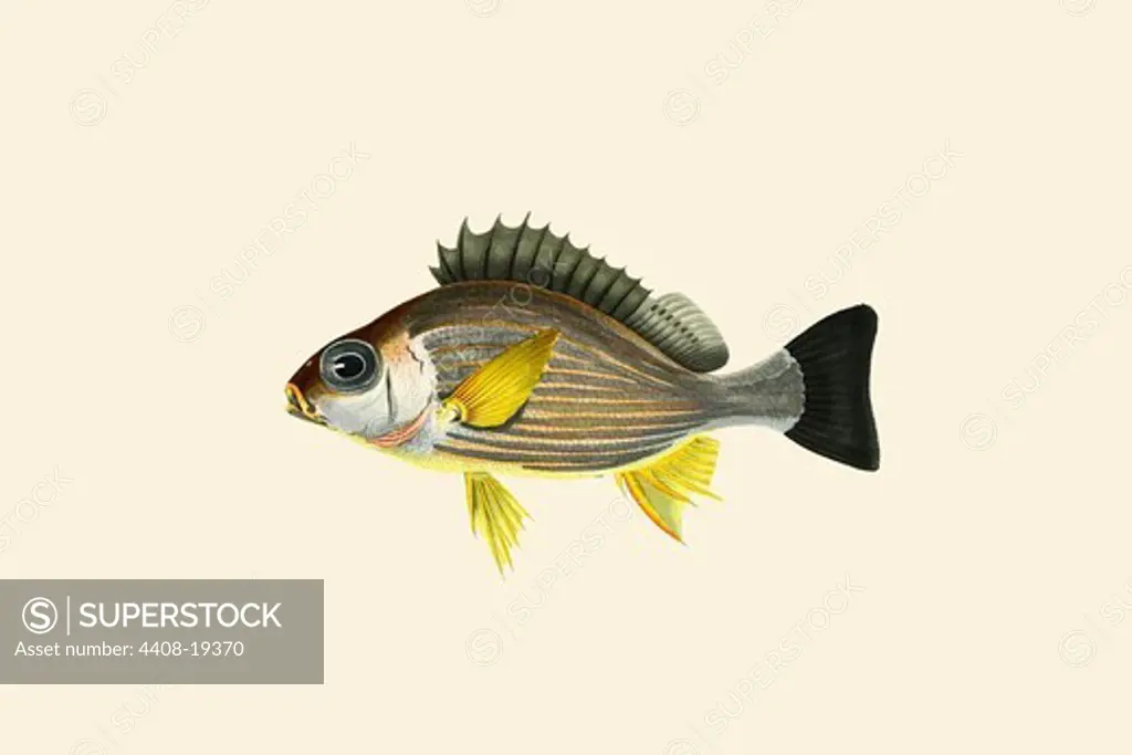Pookoorowah, Ichthyology - Fish