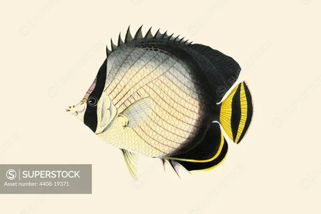 Stone Plank - Gal-Lellah, Ichthyology - Fish