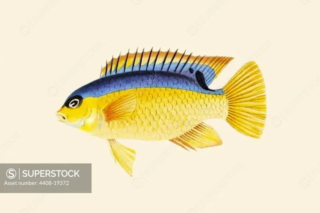 Yellow Bartikyah, Ichthyology - Fish
