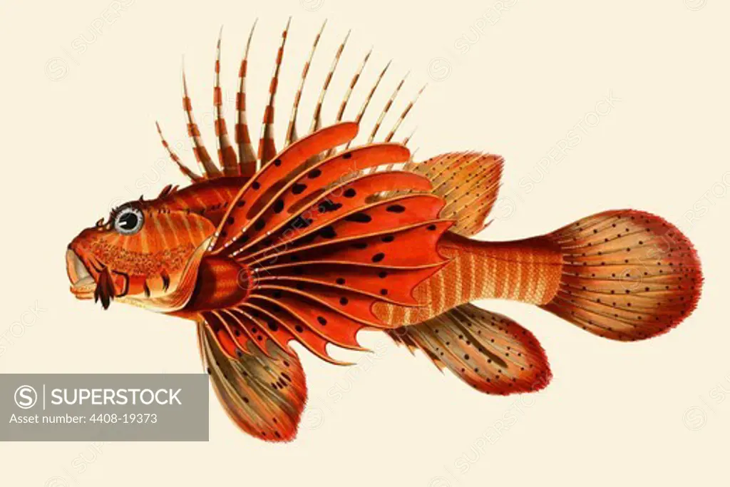 Ratoo Gini Maha - Great Red Fire, Ichthyology - Fish