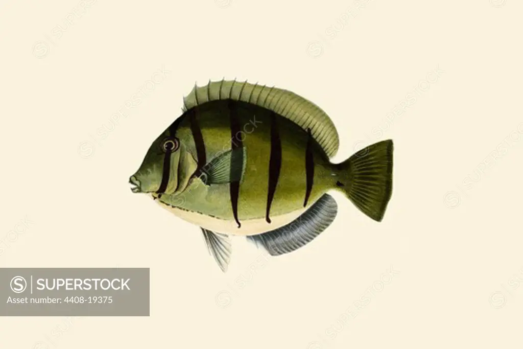 Kara Hamoowah, Ichthyology - Fish
